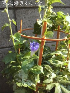 m_201007240712244c4a13c840513.jpg（480px × 640px）