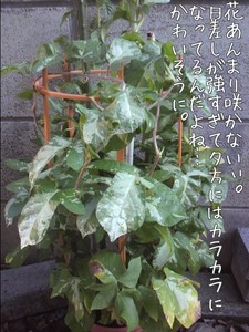 m_201007280640544c4f5266ed521.jpg（480px × 640px）